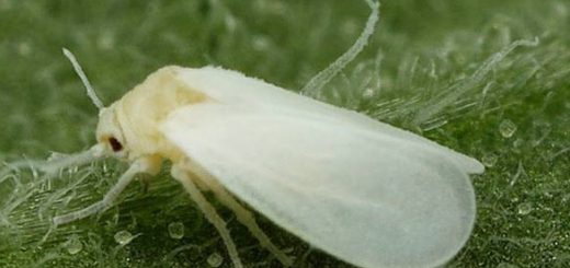 mosca-blanca-farmagro