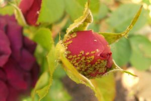 pulgon-rosal-farmagro